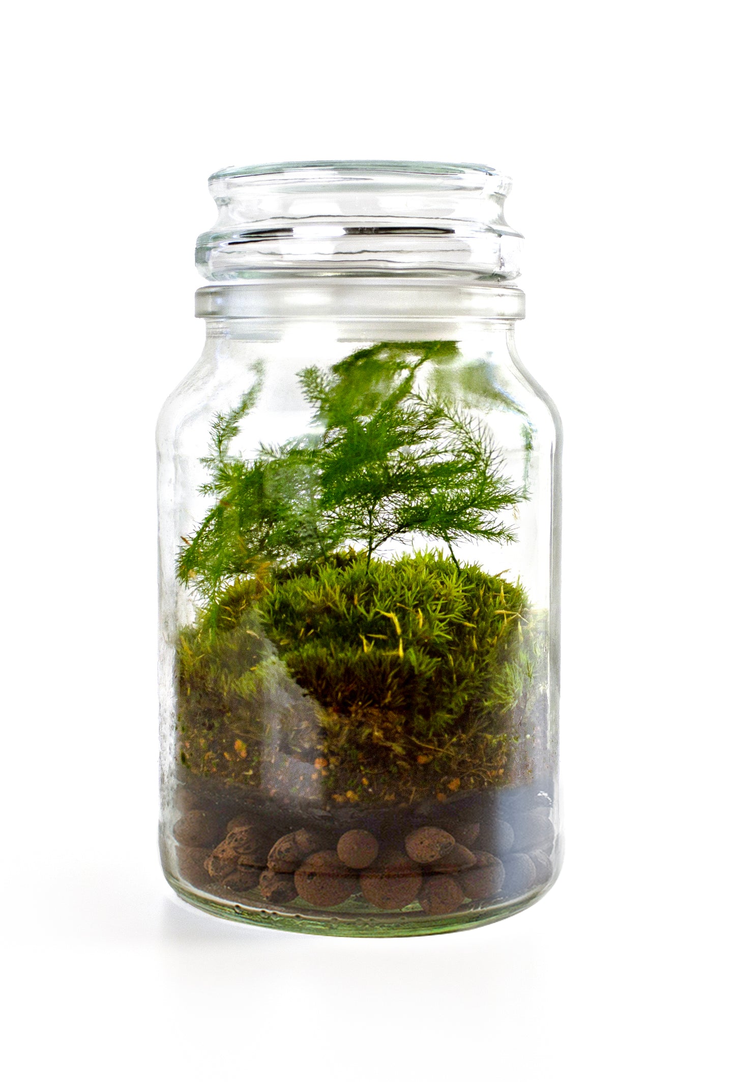Blue Coffee Jar Terrarium Kit